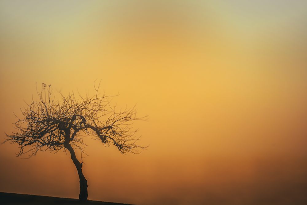 Tree on the Hill art print by Don Schwartz for $57.95 CAD