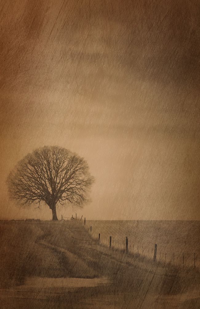 The Tree at the End of the Path art print by Don Schwartz for $57.95 CAD