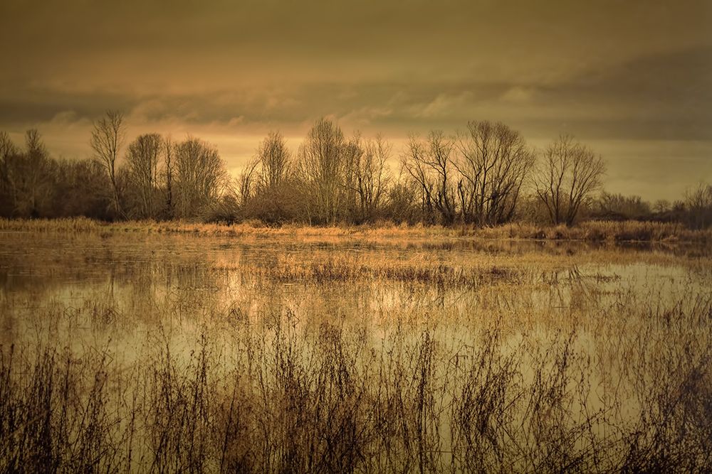 Winter Wetland art print by Don Schwartz for $57.95 CAD