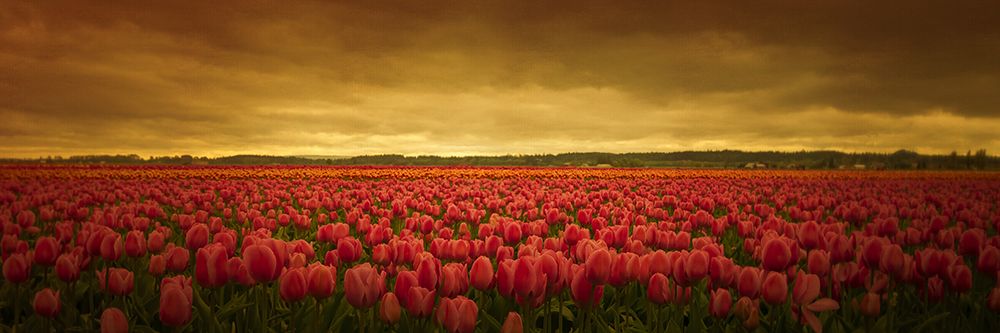 Tulip Expanse art print by Don Schwartz for $57.95 CAD