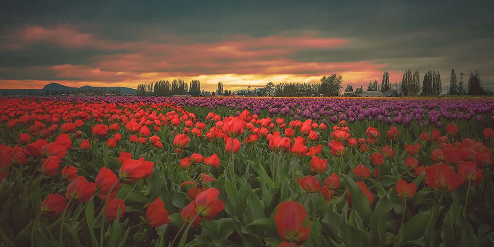 Tulips Aglow art print by Don Schwartz for $57.95 CAD