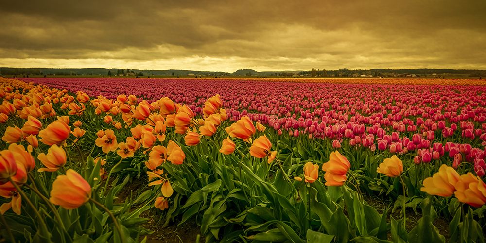 Leaning Tulips art print by Don Schwartz for $57.95 CAD