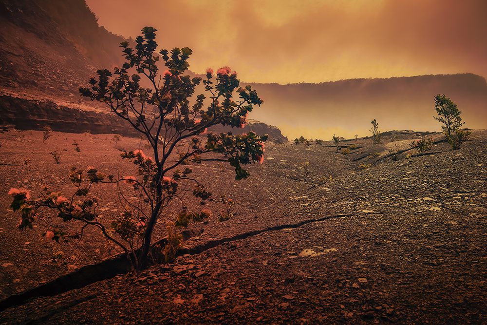 Lava Tree art print by Don Schwartz for $57.95 CAD
