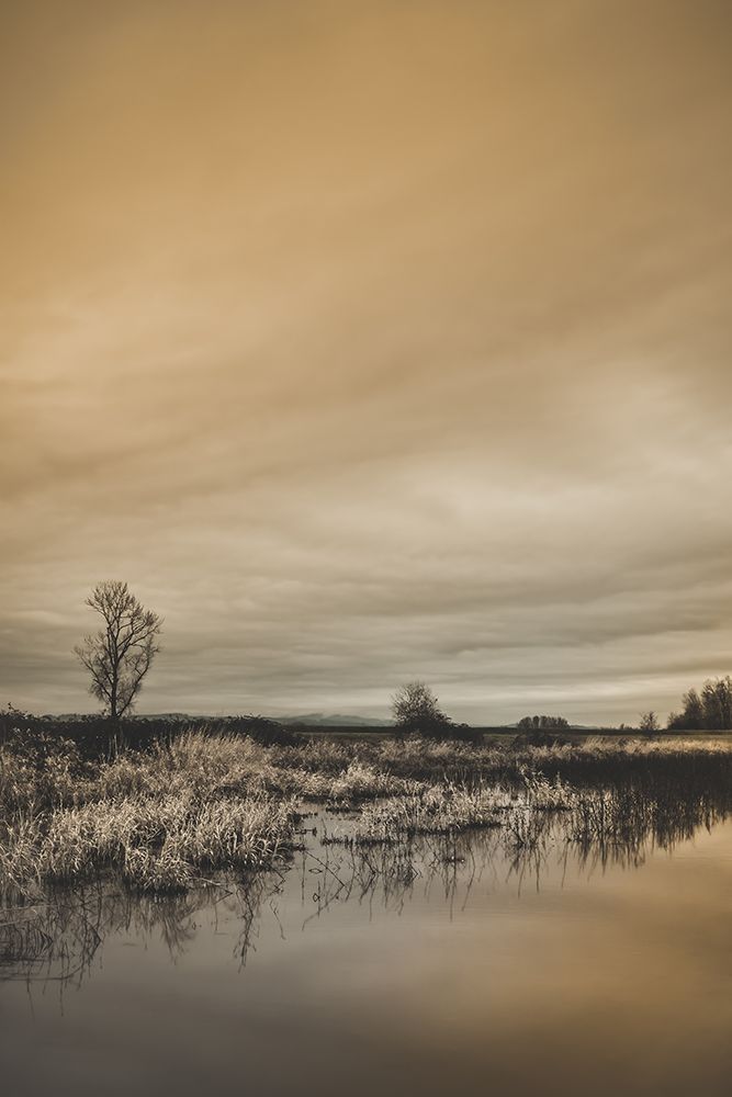 Tree by the Pond art print by Don Schwartz for $57.95 CAD