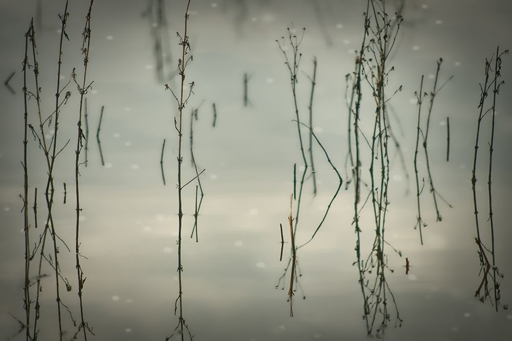 Reeds art print by Don Schwartz for $57.95 CAD