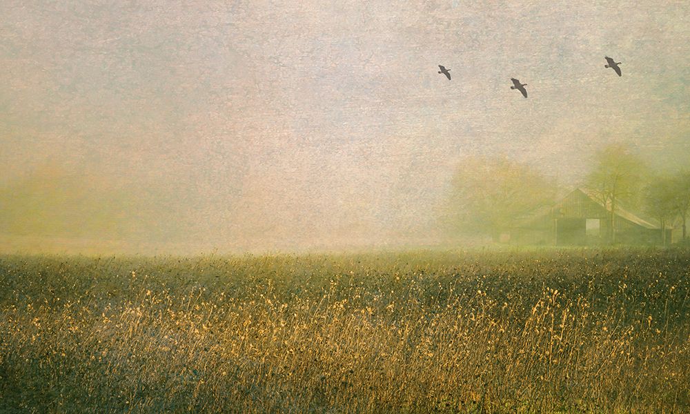 Foggy Barn Among Sunflowers art print by Don Schwartz for $57.95 CAD