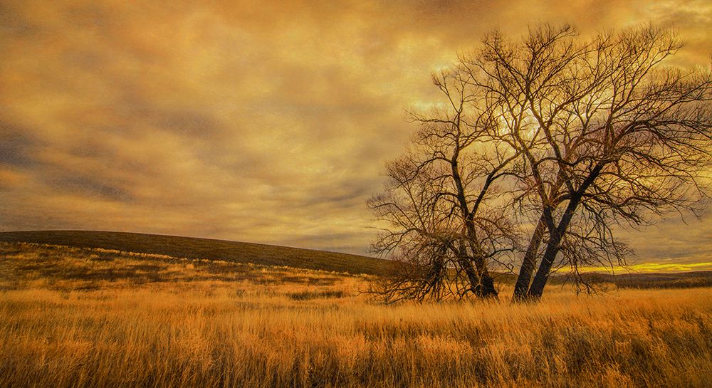 Entangled art print by Don Schwartz for $57.95 CAD