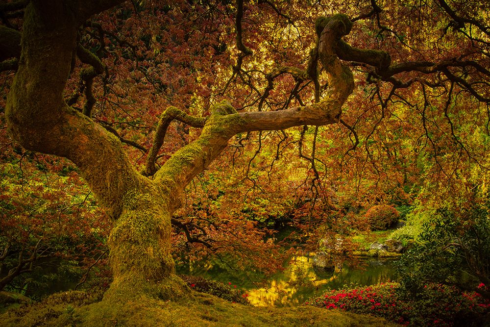 Spring Maple art print by Don Schwartz for $57.95 CAD