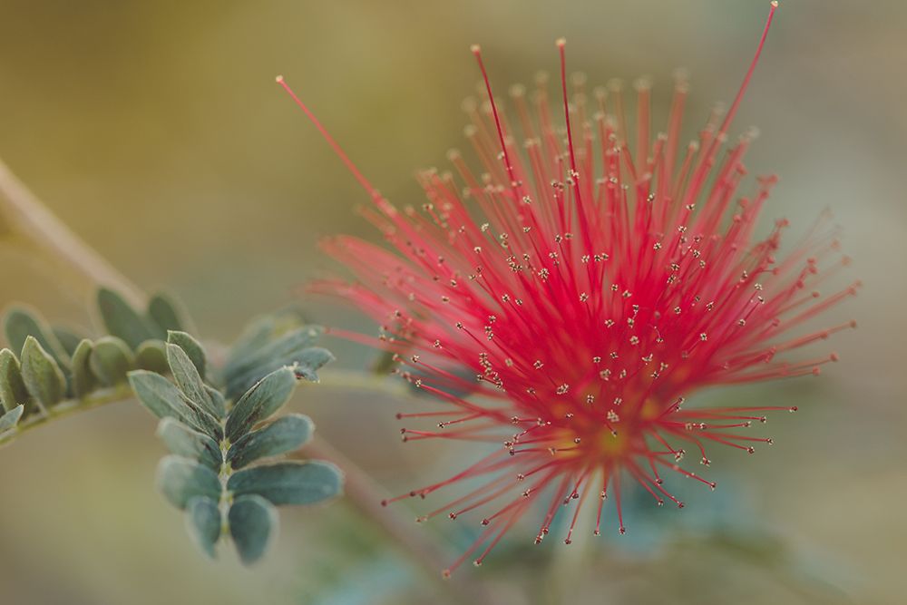 Baja Fairy Duster art print by Don Schwartz for $57.95 CAD