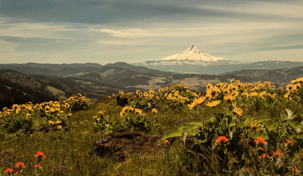 Mt Hood and Wildflowers art print by Don Schwartz for $57.95 CAD