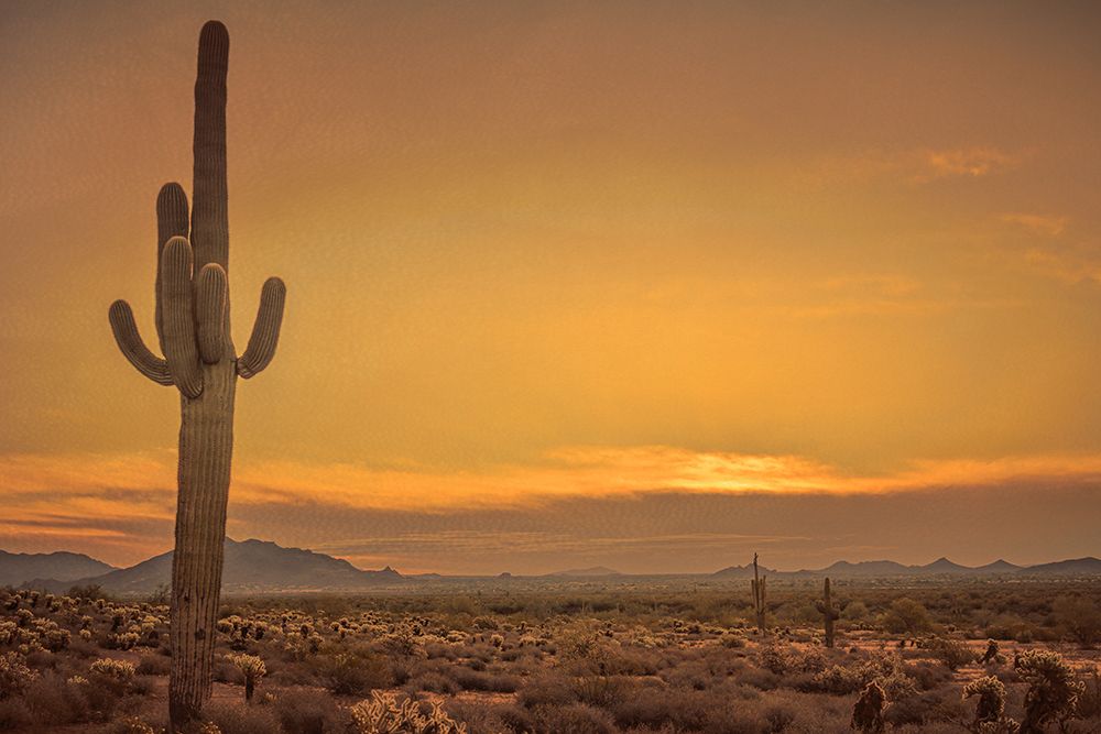 Cactus Sunrise art print by Don Schwartz for $57.95 CAD
