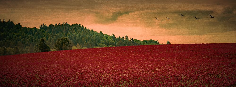 Over the Clover art print by Don Schwartz for $57.95 CAD