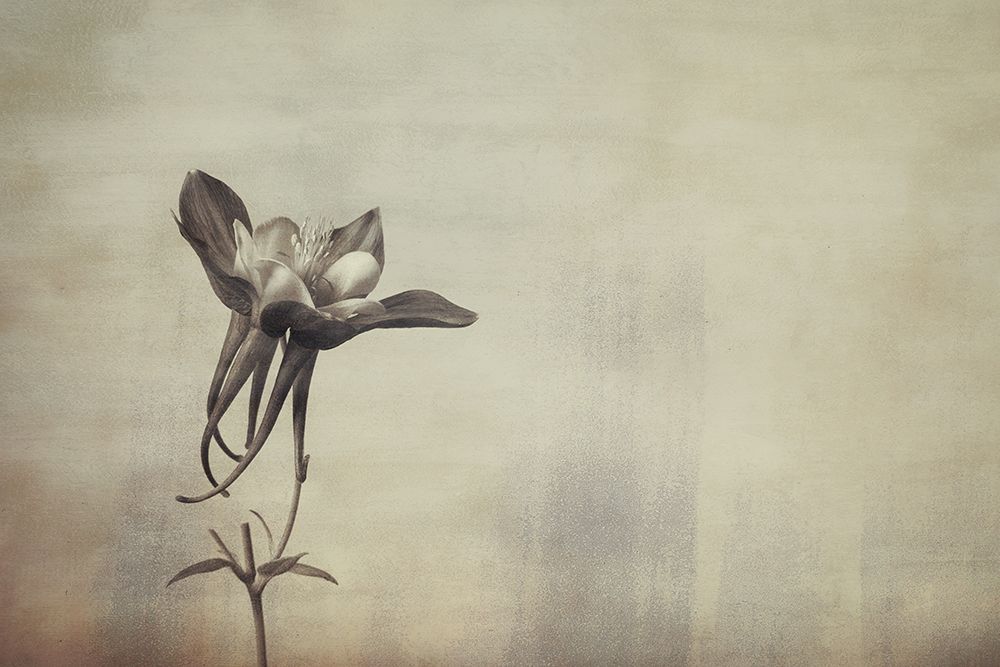 Columbine art print by Don Schwartz for $57.95 CAD