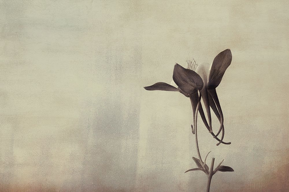 Columbine Simplicity art print by Don Schwartz for $57.95 CAD