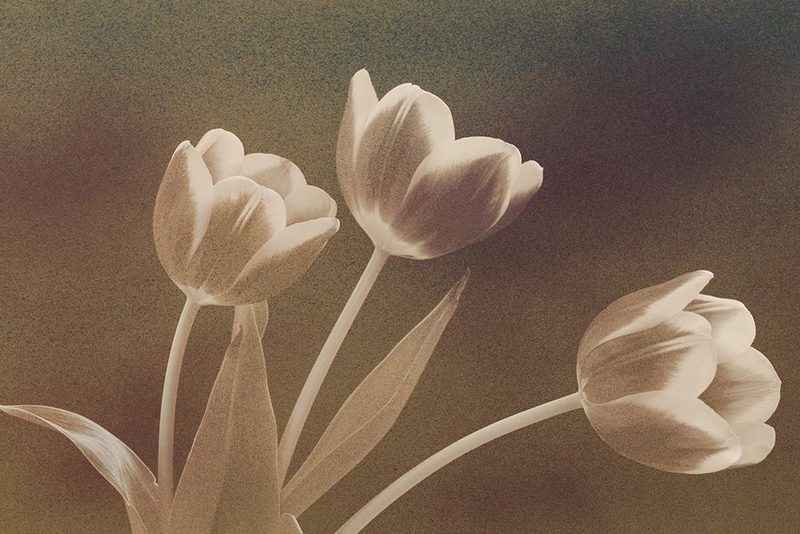 Three Tulips art print by Don Schwartz for $57.95 CAD