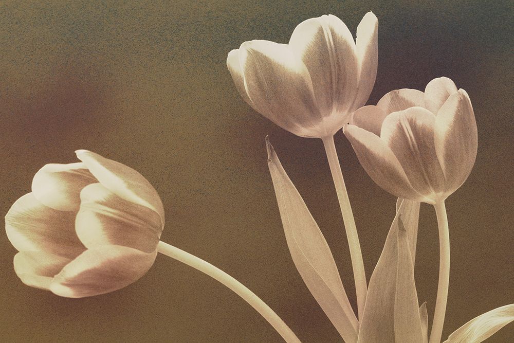 Leaning Tulips art print by Don Schwartz for $57.95 CAD