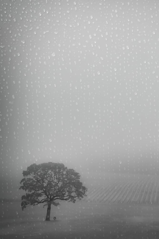 Lone Oak in the Rain art print by Don Schwartz for $57.95 CAD