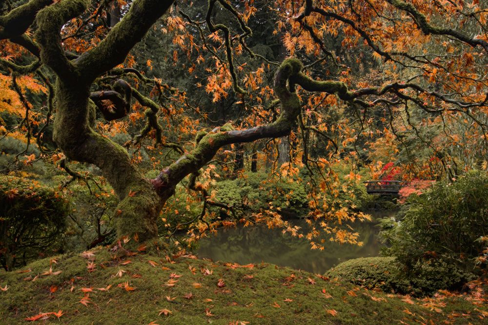Golden Falls at the Garden art print by Don Schwartz for $57.95 CAD