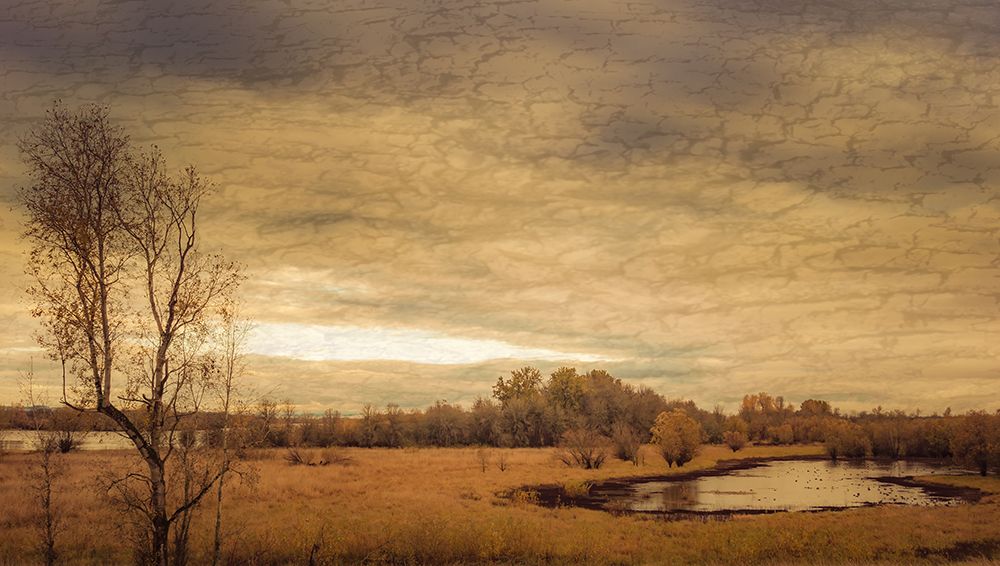 Geese on a Pond art print by Don Schwartz for $57.95 CAD