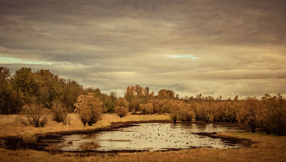 Late Autumn Pond art print by Don Schwartz for $57.95 CAD