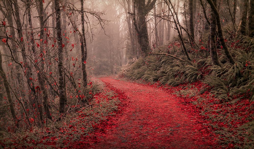 Through the Red Woods art print by Don Schwartz for $57.95 CAD