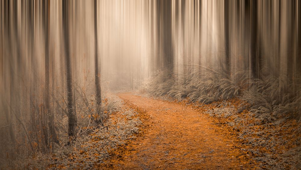 Through the Golden Woods art print by Don Schwartz for $57.95 CAD