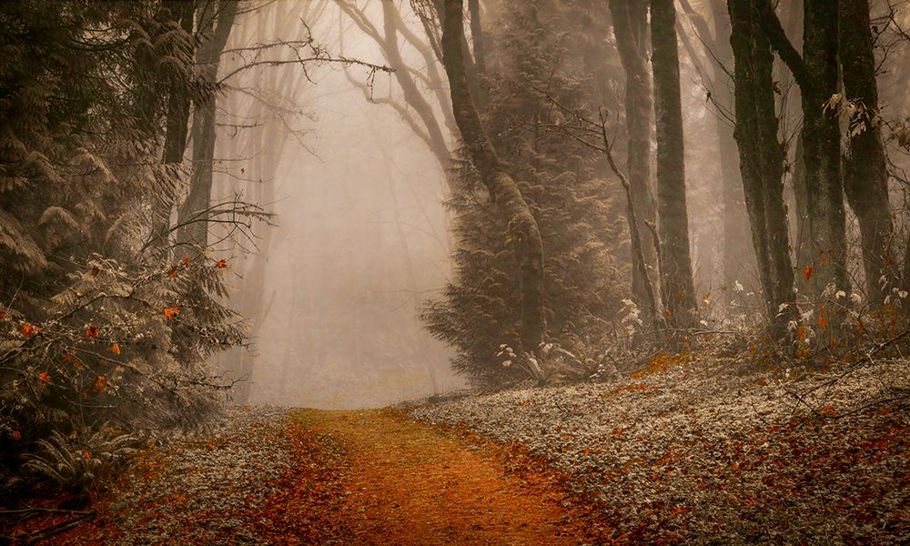 Straight into the Mist art print by Don Schwartz for $57.95 CAD