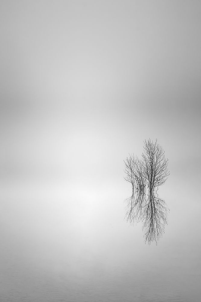 Misty Simplicity art print by Don Schwartz for $57.95 CAD