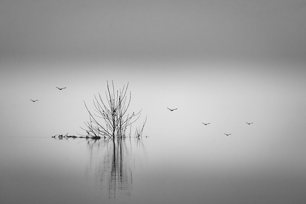 Flying in to the Light art print by Don Schwartz for $57.95 CAD