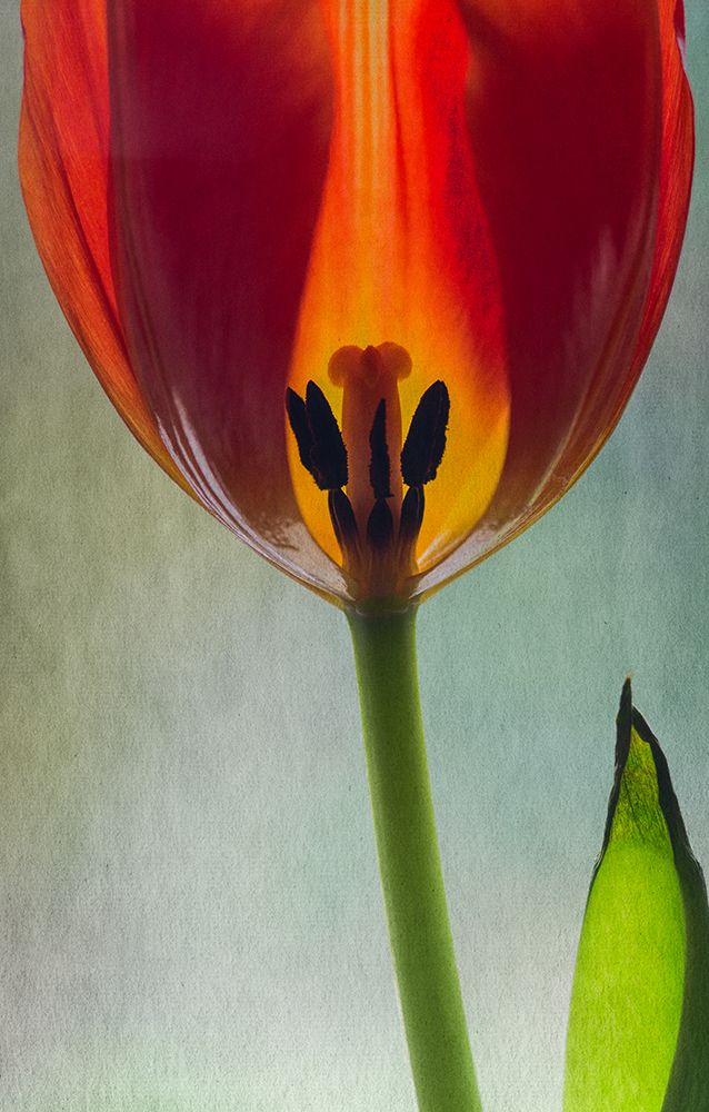 Bright Tulip art print by Don Schwartz for $57.95 CAD