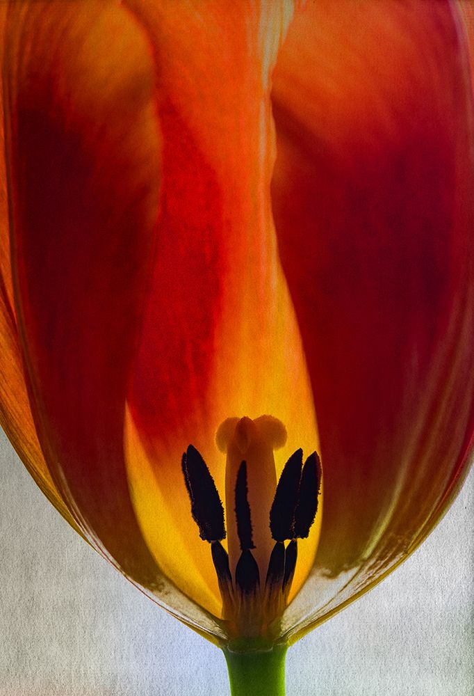 Big Tulip art print by Don Schwartz for $57.95 CAD