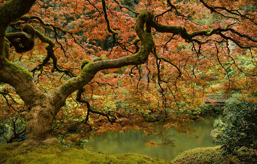Maple in Spring art print by Don Schwartz for $57.95 CAD