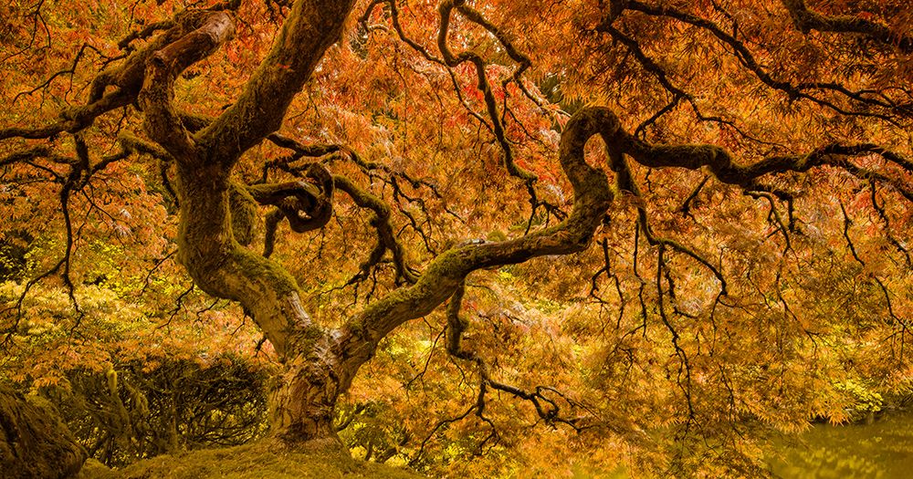 Resplendent Maple art print by Don Schwartz for $57.95 CAD