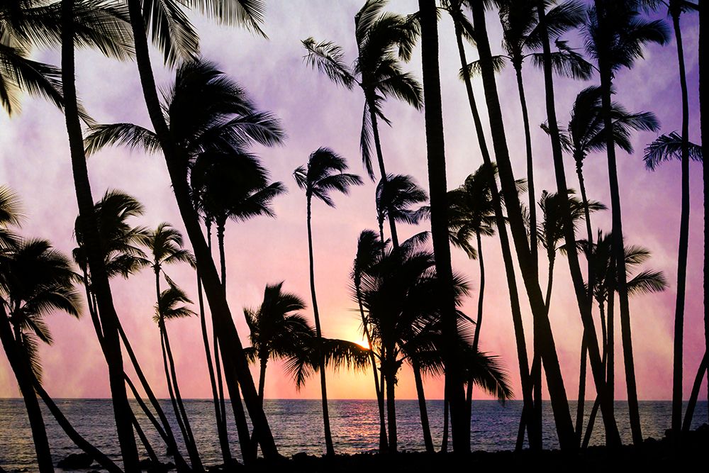 Palms at Sunset art print by Don Schwartz for $57.95 CAD