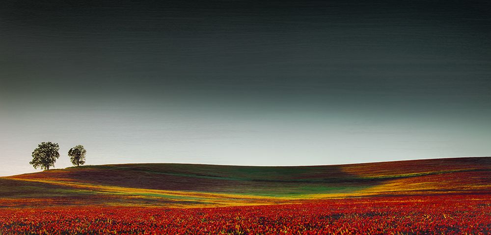 Red Clover Meadow art print by Don Schwartz for $57.95 CAD