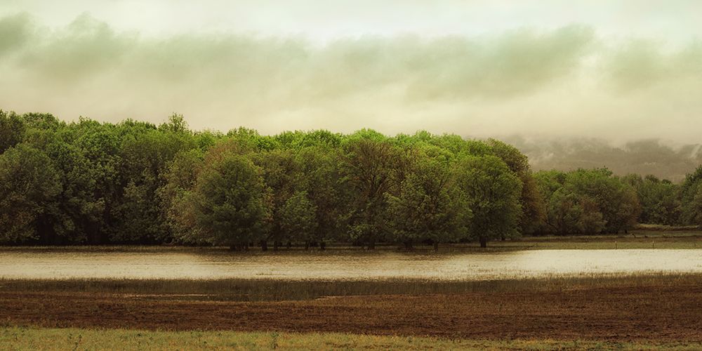 Wetland Trees art print by Don Schwartz for $57.95 CAD