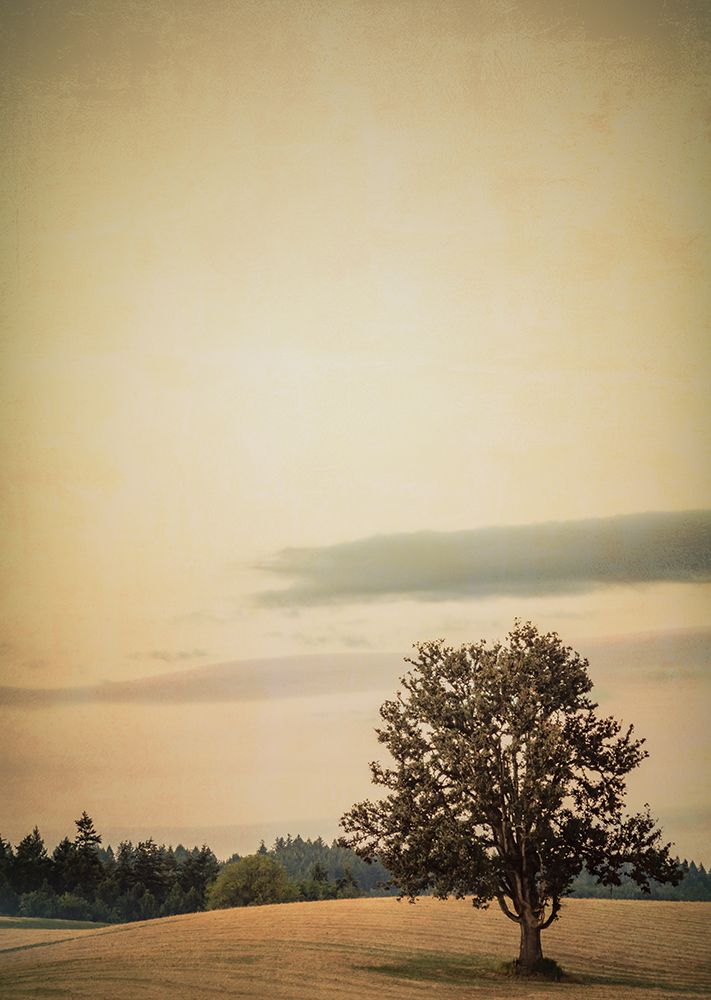 Tree in the Rolling Field art print by Don Schwartz for $57.95 CAD