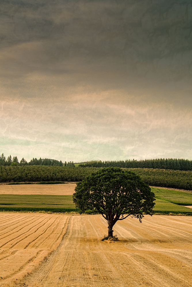 Lone Tree in the Autumn Field art print by Don Schwartz for $57.95 CAD