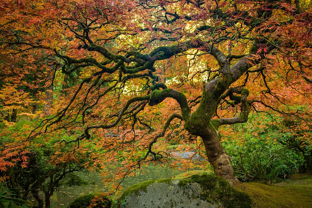 Autumn Morning Along the Pond art print by Don Schwartz for $57.95 CAD