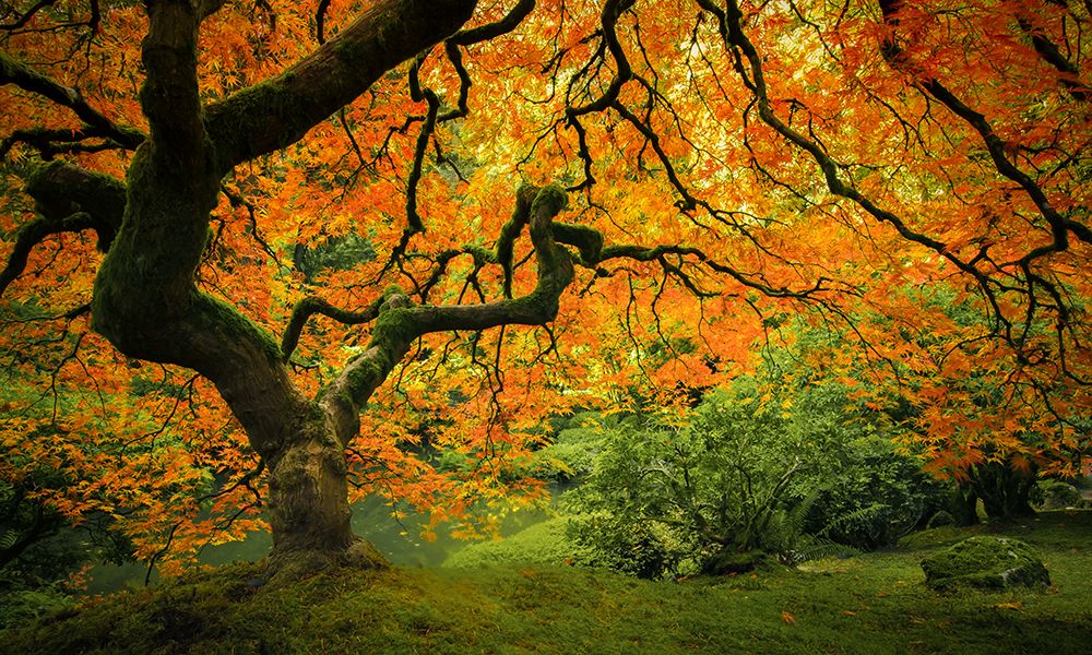 Autumn in the Garden art print by Don Schwartz for $57.95 CAD