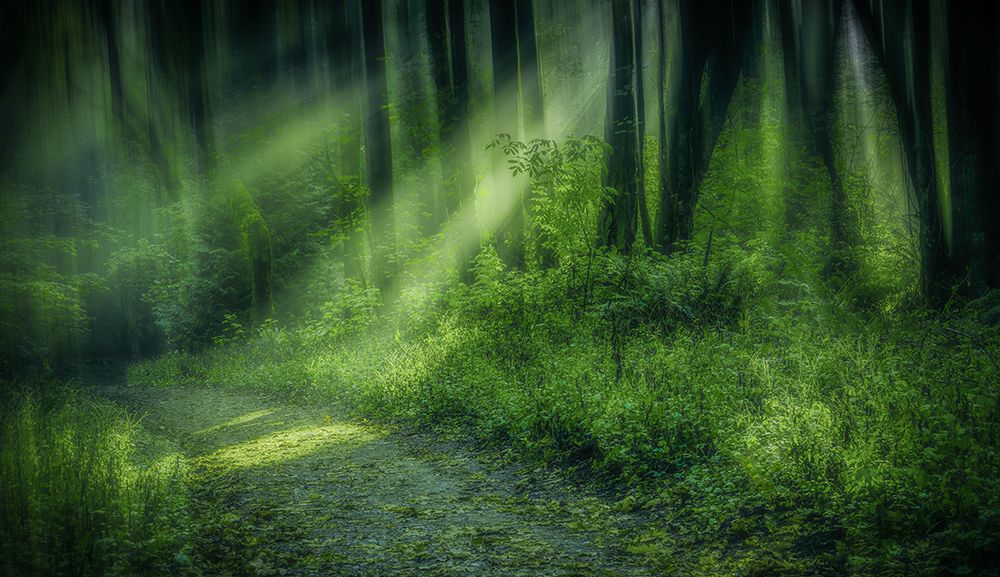 Forest Light Streams art print by Don Schwartz for $57.95 CAD