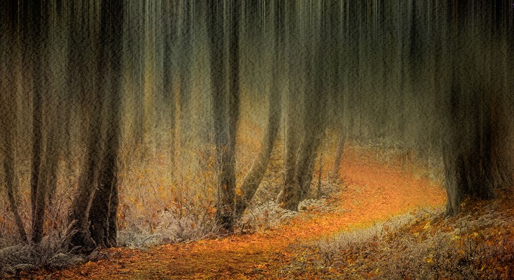 Carpeted Forest art print by Don Schwartz for $57.95 CAD
