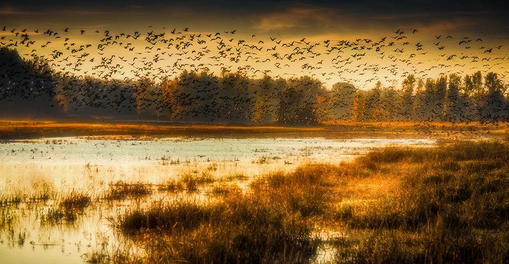 Sky Full of Geese art print by Don Schwartz for $57.95 CAD
