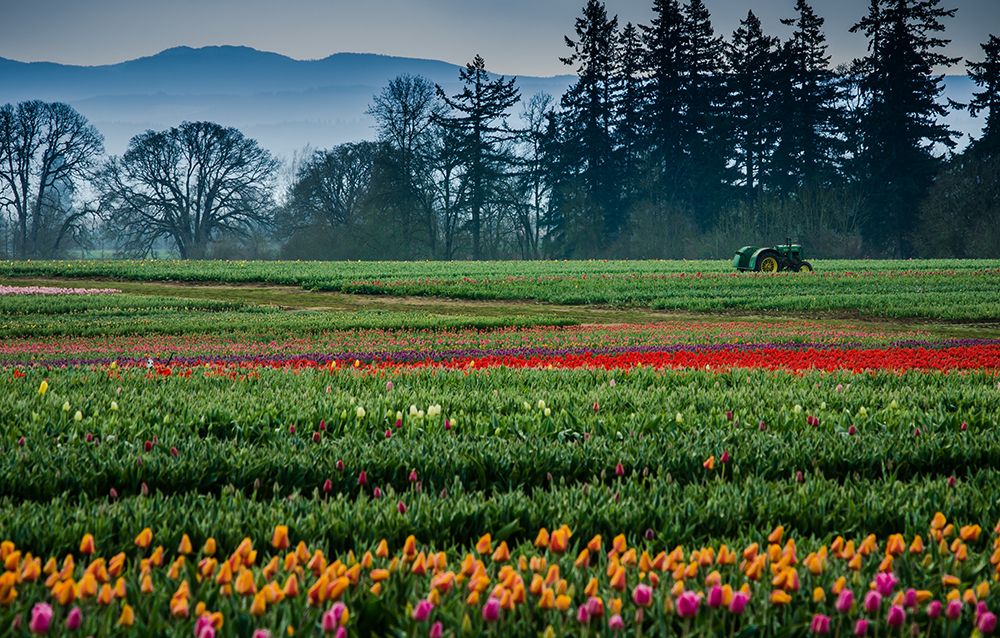 Tractor in the Field of Tulips art print by Don Schwartz for $57.95 CAD