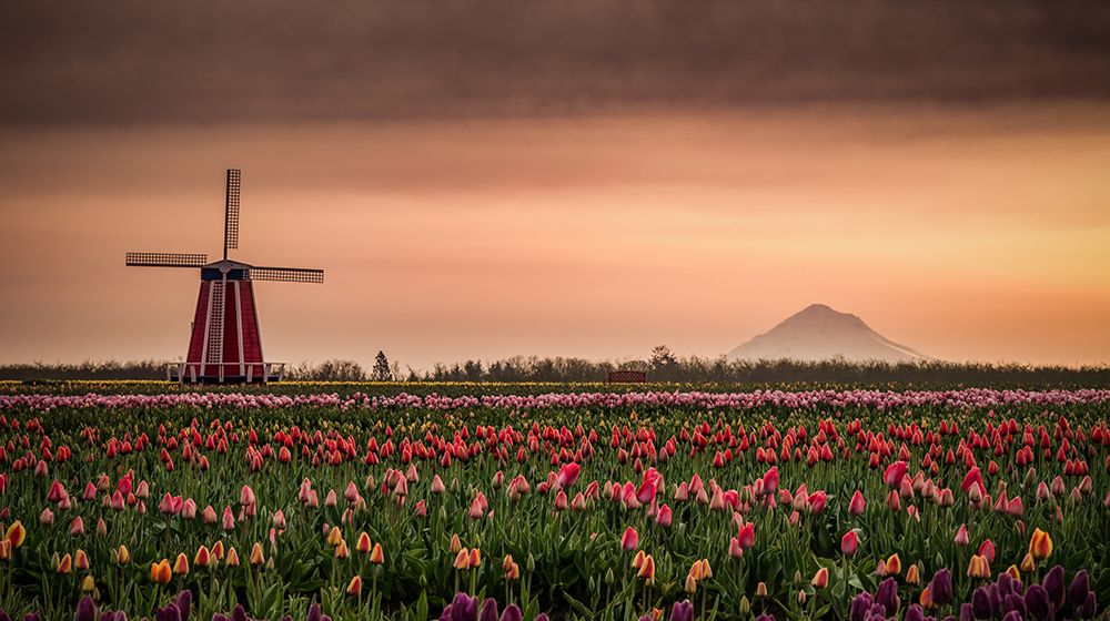 Windmill and Tulips art print by Don Schwartz for $57.95 CAD