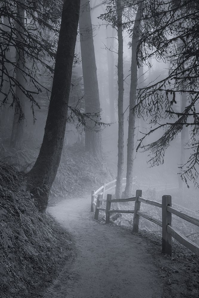 Misty Morning Trail art print by Don Schwartz for $57.95 CAD
