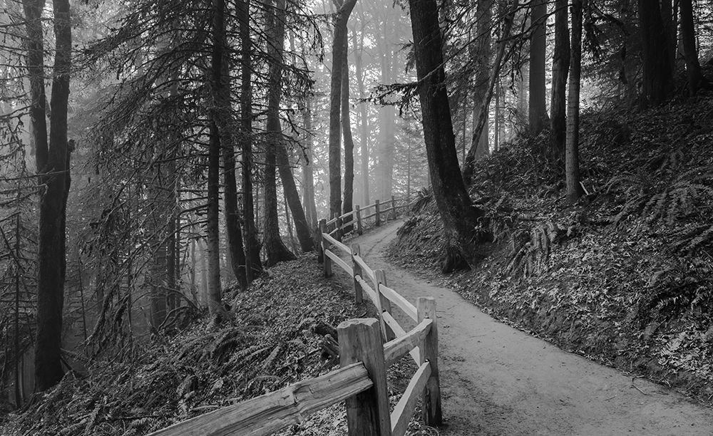 Trail Through the Forest art print by Don Schwartz for $57.95 CAD