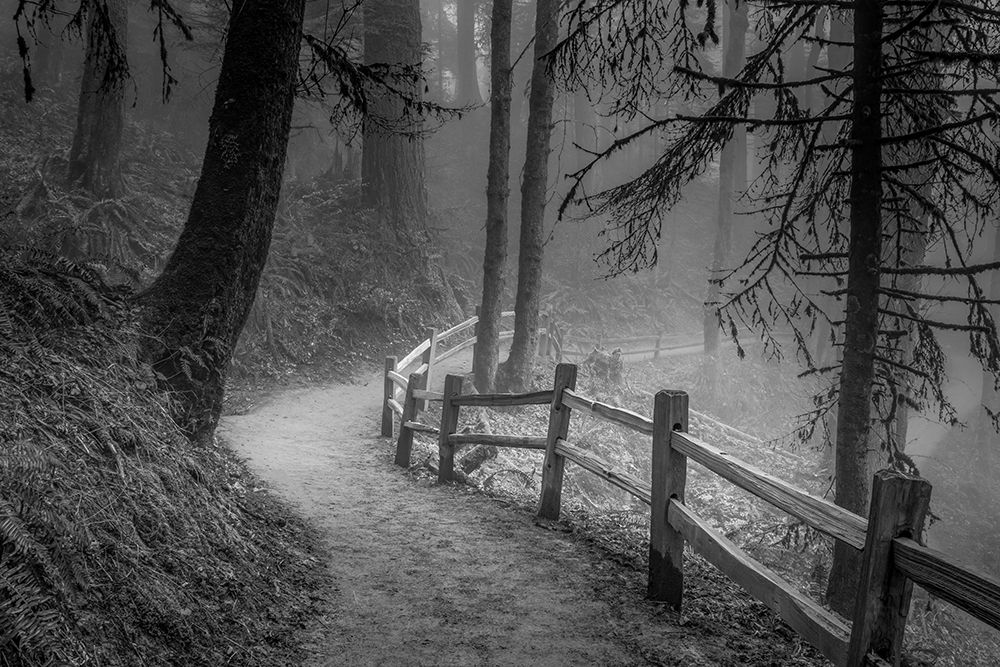 Winding Path, Misty Forest art print by Don Schwartz for $57.95 CAD