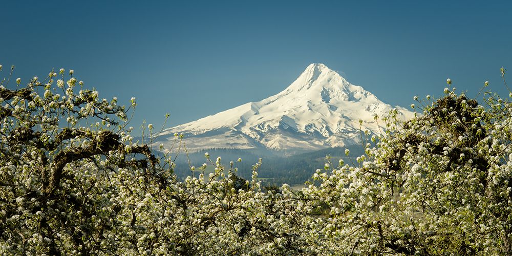 Mt Hood in Blossom art print by Don Schwartz for $57.95 CAD