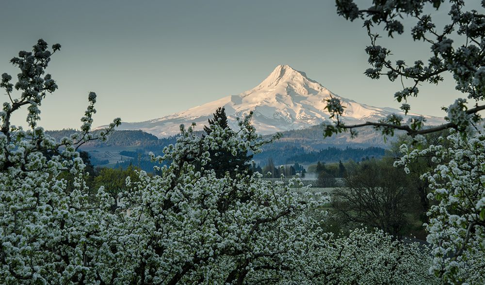 Surrounded by Pear Blossoms art print by Don Schwartz for $57.95 CAD